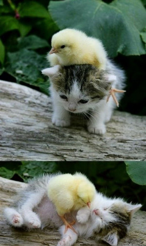 kitten playing with chick chick cute friends kittens