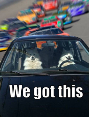 We Got This - Return to Funny Animal Pictures Home Page