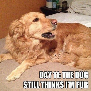 Funny Dogs, Funny Cats, Funny School, Funnyanimal, Dog Funnies, Funny ...