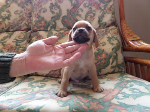 puggle puppies for sale 360 posted 1 year ago for sale dogs puggle