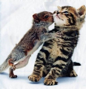 squirrel kisses kitten cute kisses kittens squirrels