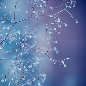 frozen dew dropsWinter, Frozen Dew, Trees Branches, Raindrop, Dewdrops ...