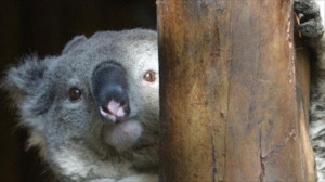 male koalas use extra vocal cords to woo females quote