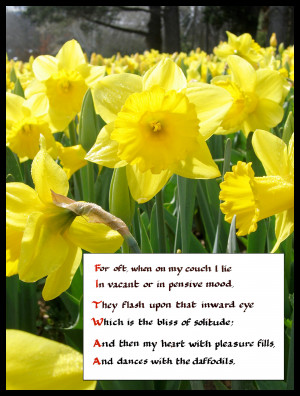 Daffodils