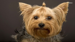 yorkshire terrier breeders