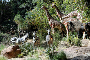 Funny Animals Pictures with Funny Sayings in Hindi Saying Funny Things ...