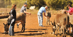 WOODROCK ANIMAL RESCUE image 4