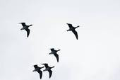 Geese Flying in V Formation Clip Art