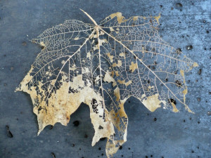 Maple leaf skeleton: Leaf Skeletons, Decay Leaf, Flower Boards, Wabi ...