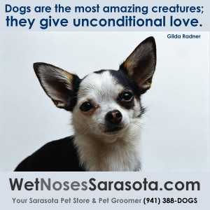 ... amazing creatures; they give unconditional love…” ~ Gilda Radner
