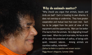 Why do animals matter? Although Bhagawan often begs us not to lapse ...