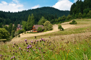 Black Forest Germany Tours