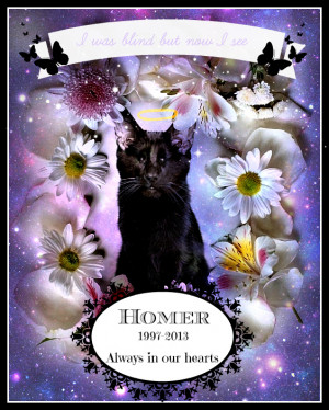 ... honor a beloved cat homer the blind cat died last week at age sixteen