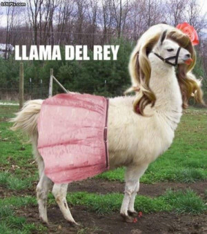 ... Page 11/20 from Funny Pictures 1492 (Llama Del Rey) Posted 8/12/2013