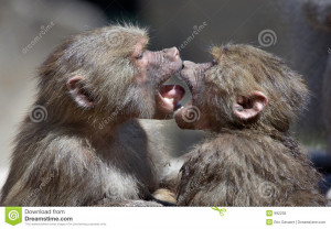 Animals Monkeys Kissing