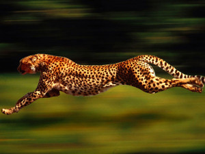 cute-baby-cheetah-running-wallpaper-cheetah-cheetah-running-akehduit ...