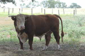 bull cattle