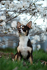 chihuahua flower tree cute project puppy easter fur nose 50mm spring ...