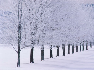 Winter wallpaper snow tree lined