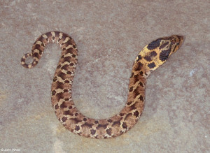... eastern hognose snake heterodon platirhinos the eastern hognose snake