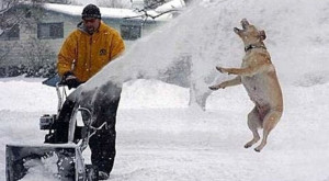 These funny dogs love the snow and they cannot help but show it!