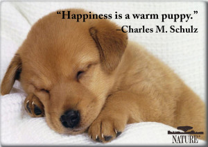 and share these pet postcards featuring famous quotes from animal ...