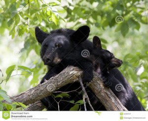 Mama Bear Protecting Cubs Quotes