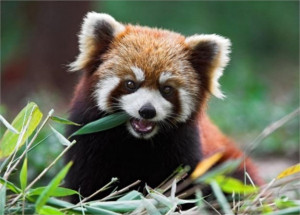 Top 10 Cutest Animals In The World 2014- 4 Red Panda