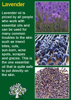 The word lavender comes from the latin word 'lavare', which means to ...