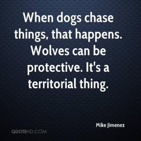 When dogs chase things, that happens. Wolves can be protective. It's a ...