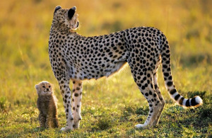 baby-cheetah