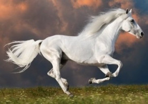 Through all cultures the overall symbolic meaning of Horse includes: