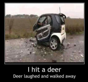 Funny car crash – I hit a deer