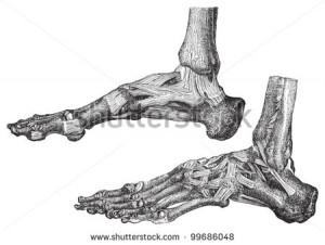 stock-vector-human-skeleton-foot-with-bones-and-muscles-vintage ...