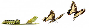 Transform_Butterfly_iStock_000009820211Small