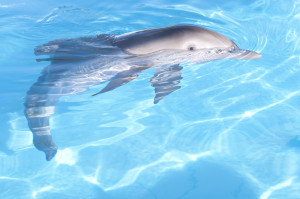 Incroyable histoire de Winter le dauphin Image 9 sur 36