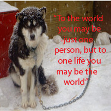 Stop Animal Abuse Quotes