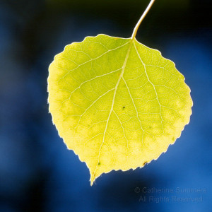 Aspen Leaf Grape Vines...