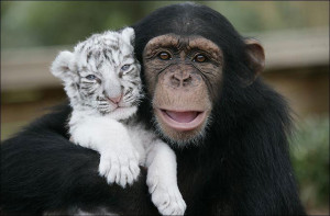 Monkeys Monkey and litlle tiger. So cute :)