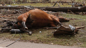 lifeless horse lays tangled in power lines in Moore, Okla.