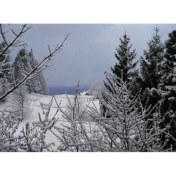 winter_home_greeting_cards_pk_of_20.jpg?height=250&width=250 ...
