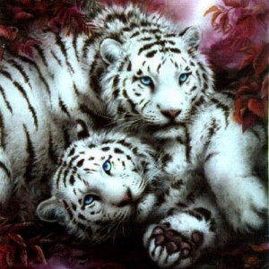 White Tiger Love Photography