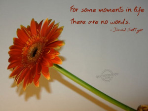 some-quotes-about-life-and-the-picture-of-the-orange-flower-quotes ...