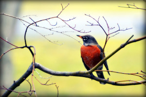 Sure sign of Spring - Robin - Bird by LinuxRemixes