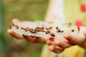 ... ladybugs