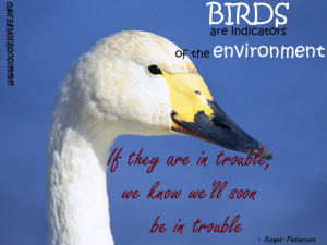Birds Are Indicators Of The Environment Nature Quote