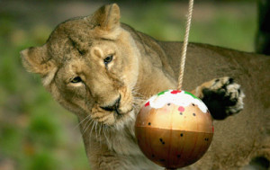 ... bats at a ball as part of her enrichment activities at the London Zoo