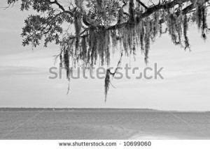 Spanish Moss Tree Silhouette Spanish moss draped oak tree