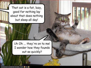 That cat is fat lazy and a good for nothing lay about