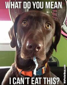... you think i d eat plastic never chocolate labs chocol lab black labs